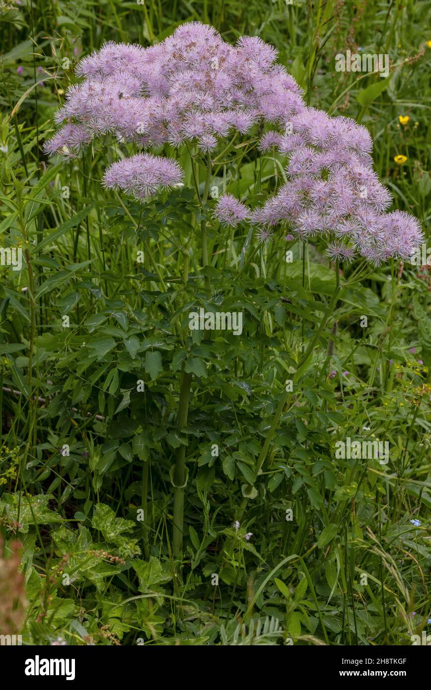 Large-flowered Meadow-rue, Thalictrum aquilegifolium, in flower in alpine hay meadow, Italy. Stock Photo