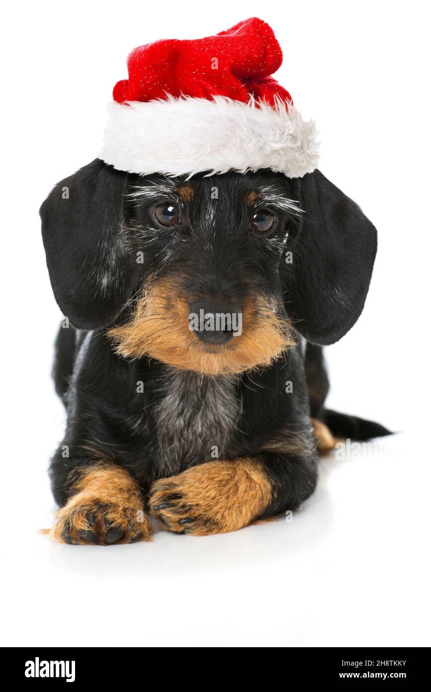 Cute dachshund with santa hat isolated on white Stock Photo - Alamy