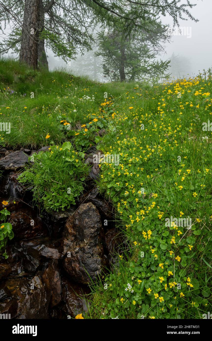 Mountain stream in the mist, with Yellow Wood-violet, Kingcups etc. below Col Sampiero. Maritime Alps. Stock Photo
