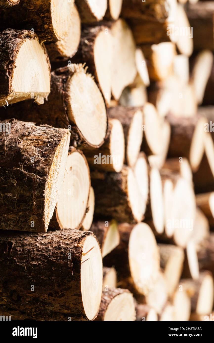 Sideviewed woodpile Stock Photo