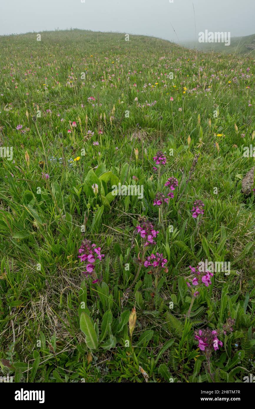 Mountain meadow dominated by Tufted lousewort, Pedicularis gyroflexa, Maritime Alps, Italy. Stock Photo