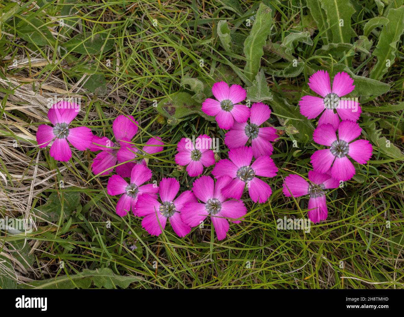 Peacock-eye pink, Dianthus pavonius, in flower in mountain pasture. Stock Photo