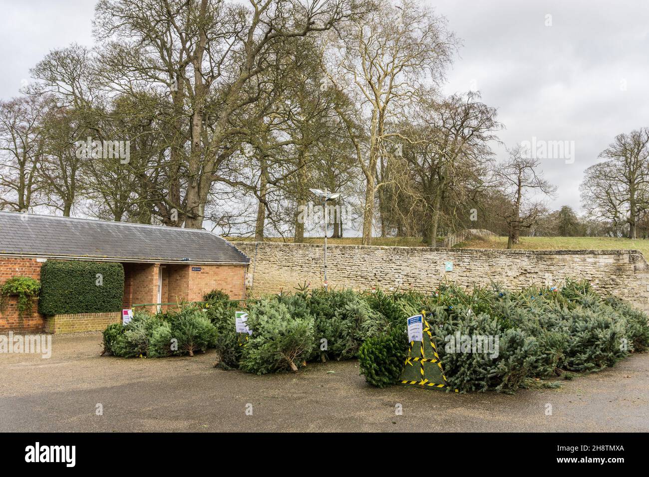 Real christmas trees hires stock photography and images Alamy