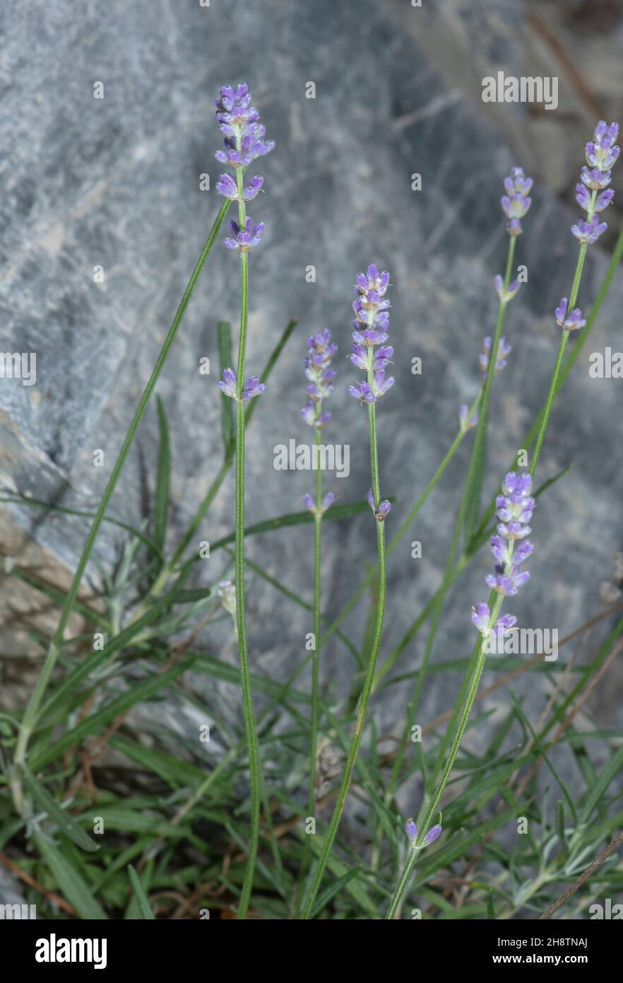 Lavender, Lavandula angustifolia,growing wild in limestone