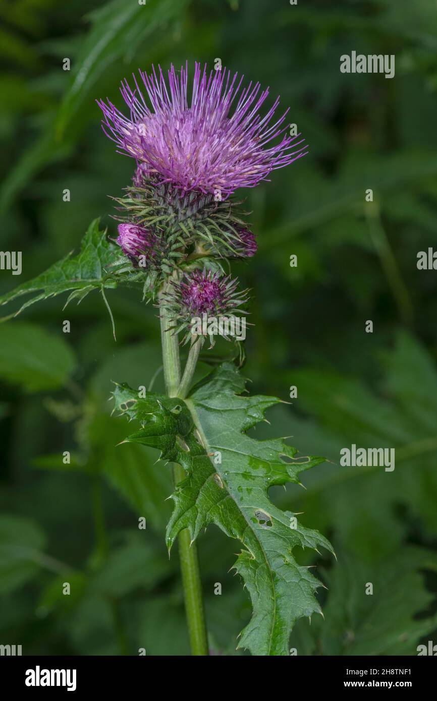 A montane thistle, Cirsium alsophilum, in flower in mountain meadow, Italy. Stock Photo