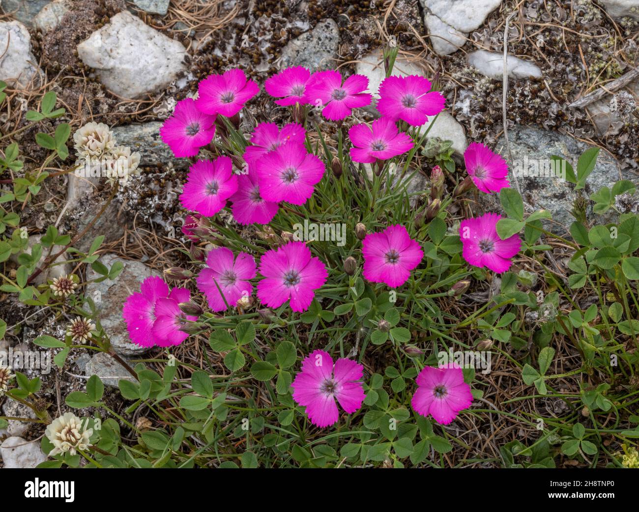 Peacock-eye pink, Dianthus pavonius, in flower. Alps. Stock Photo