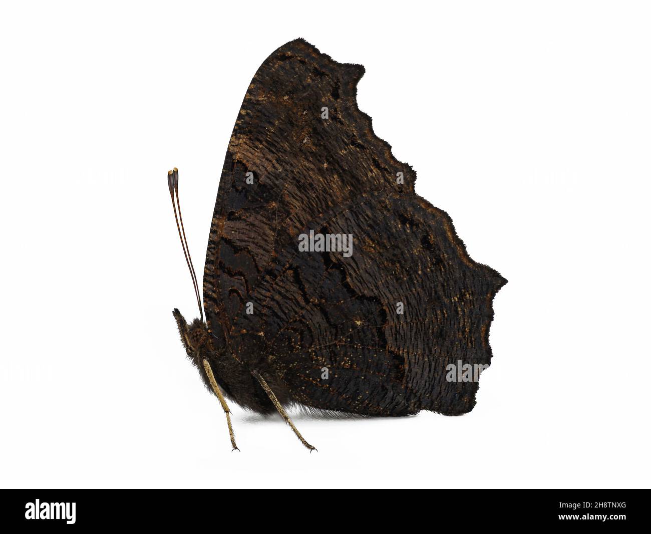 side view of a Peacock Butterfly, Aglais io, isolated on white background Stock Photo