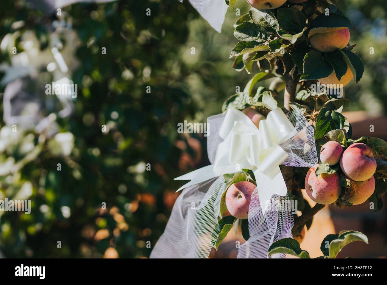 Ripe apples hanging from a tree branch in an orchard Stock Photo - Alamy