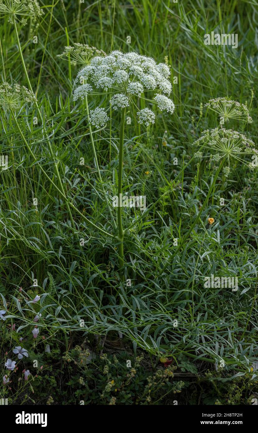 A Sermountain, Laserpitium siler, in flower in the Maritime Alps. Stock Photo