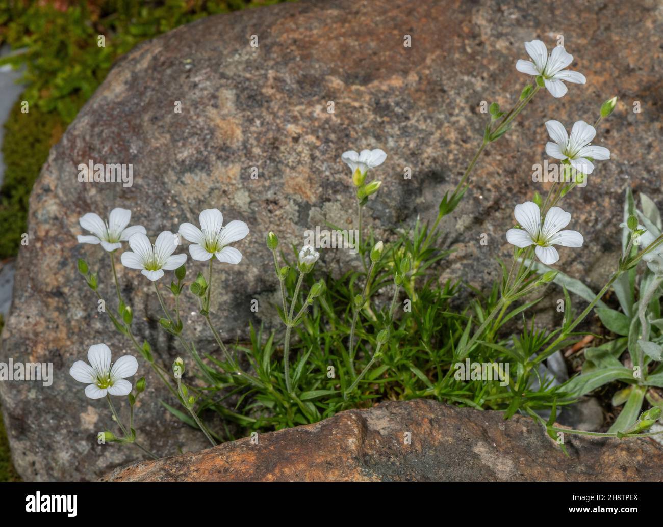 Large-flowered Sandwort, Arenaria grandiflora in flower, Alps. Stock Photo