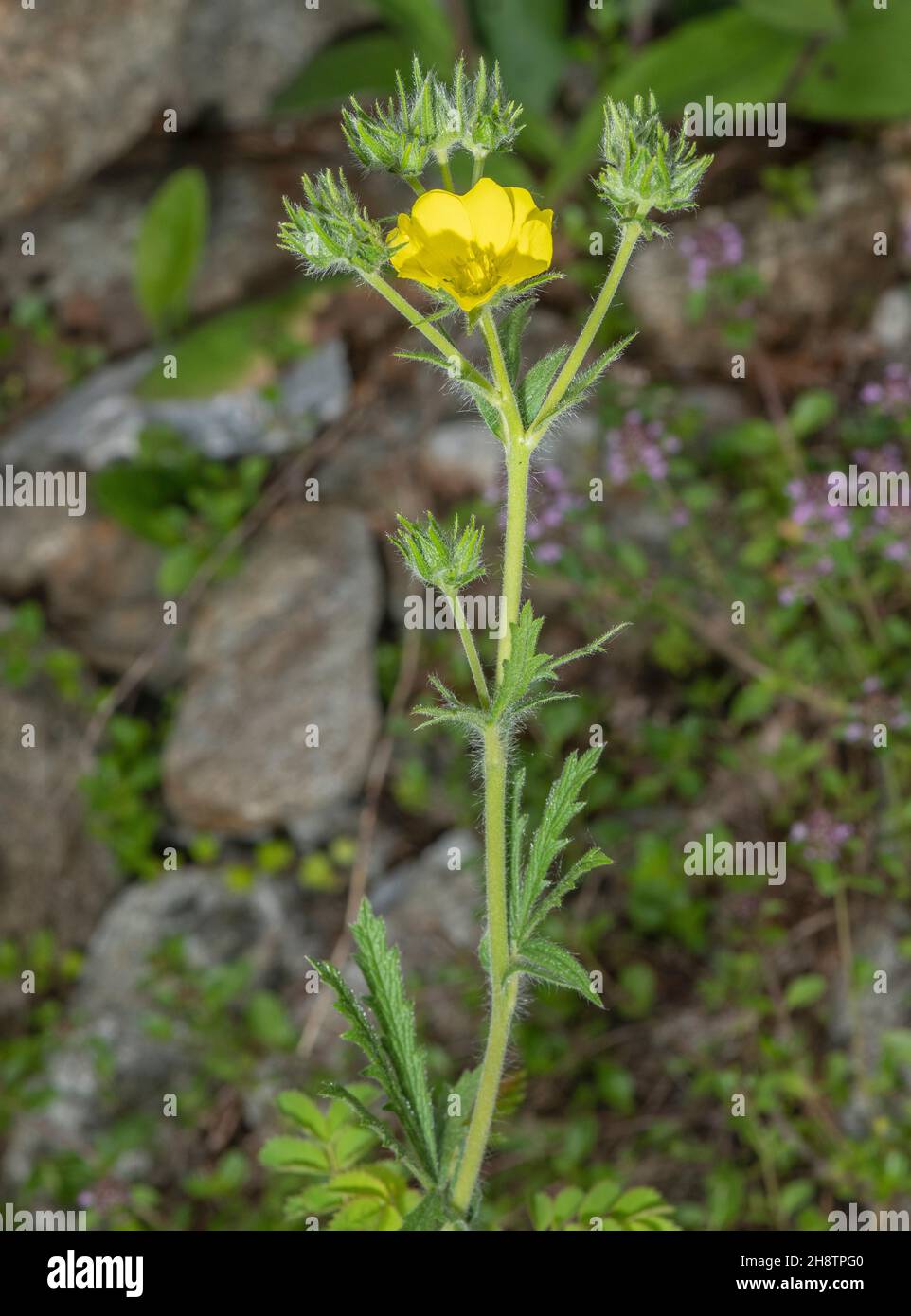 Sulphur cinquefoil, Potentilla recta in flower. Stock Photo