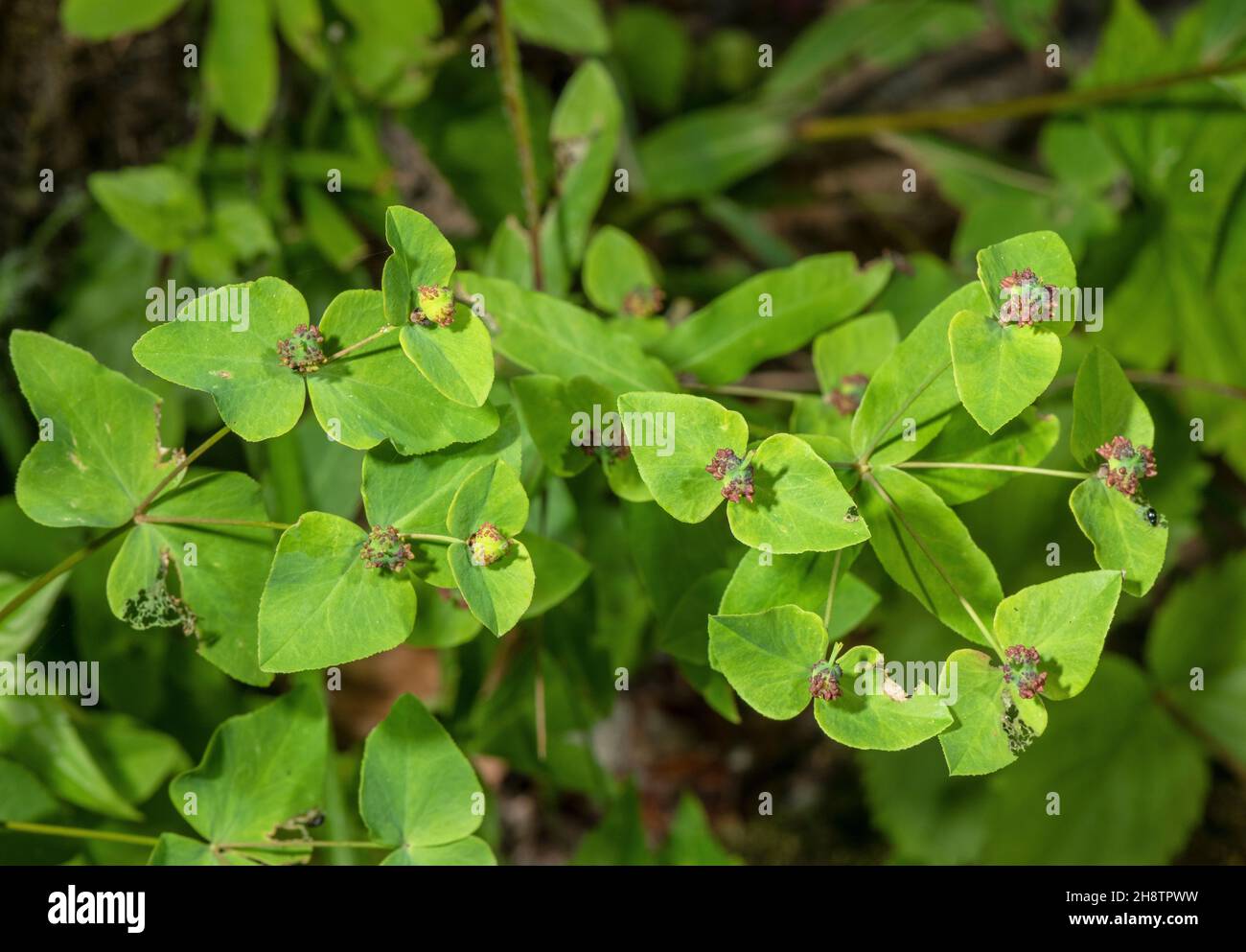 Sweet spurge, Euphorbia dulcis, in flower; woodland edge, Maritime Alps. Stock Photo