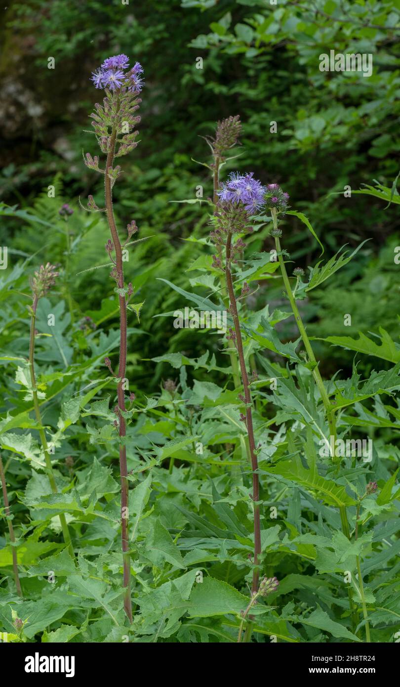 Alpine Sow-thistle, Cicerbita alpina, Stock Photo