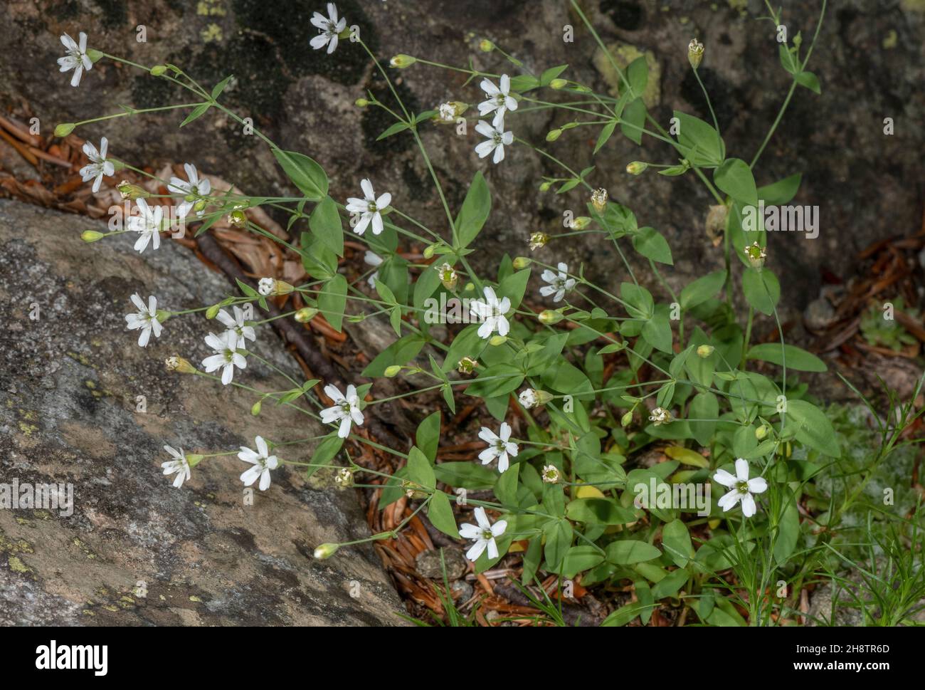 Rock campion, Silene rupestris, in flower, Italian Alps. Stock Photo