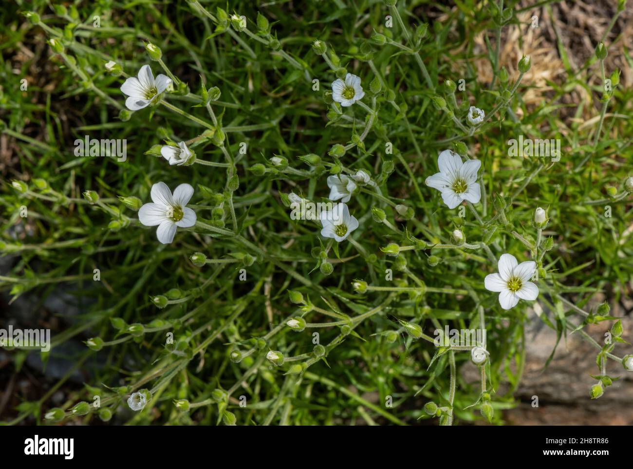 Large-flowered sandwort, Arenaria grandiflora, in flower in the Alps. Stock Photo