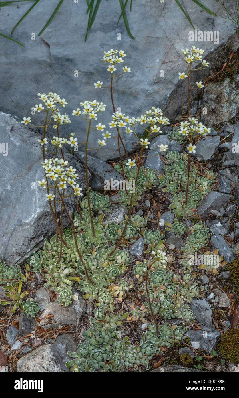 Livelong Saxifrage, Saxifraga paniculata, in flower, Alps. Stock Photo