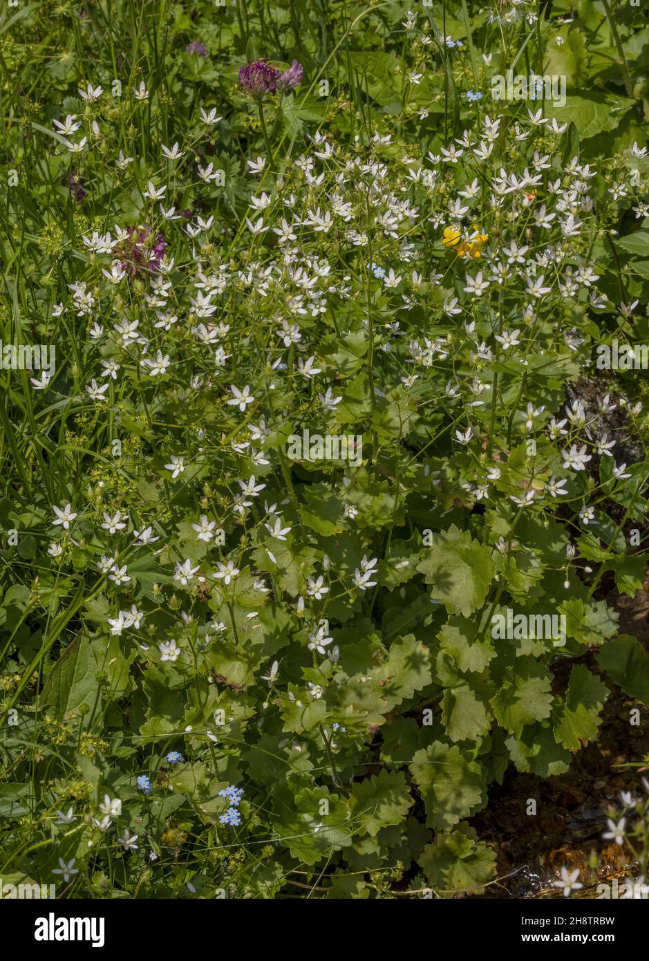 Round-leaved saxifrage, Saxifraga rotundifolia, in flower, in the Alps. Stock Photo
