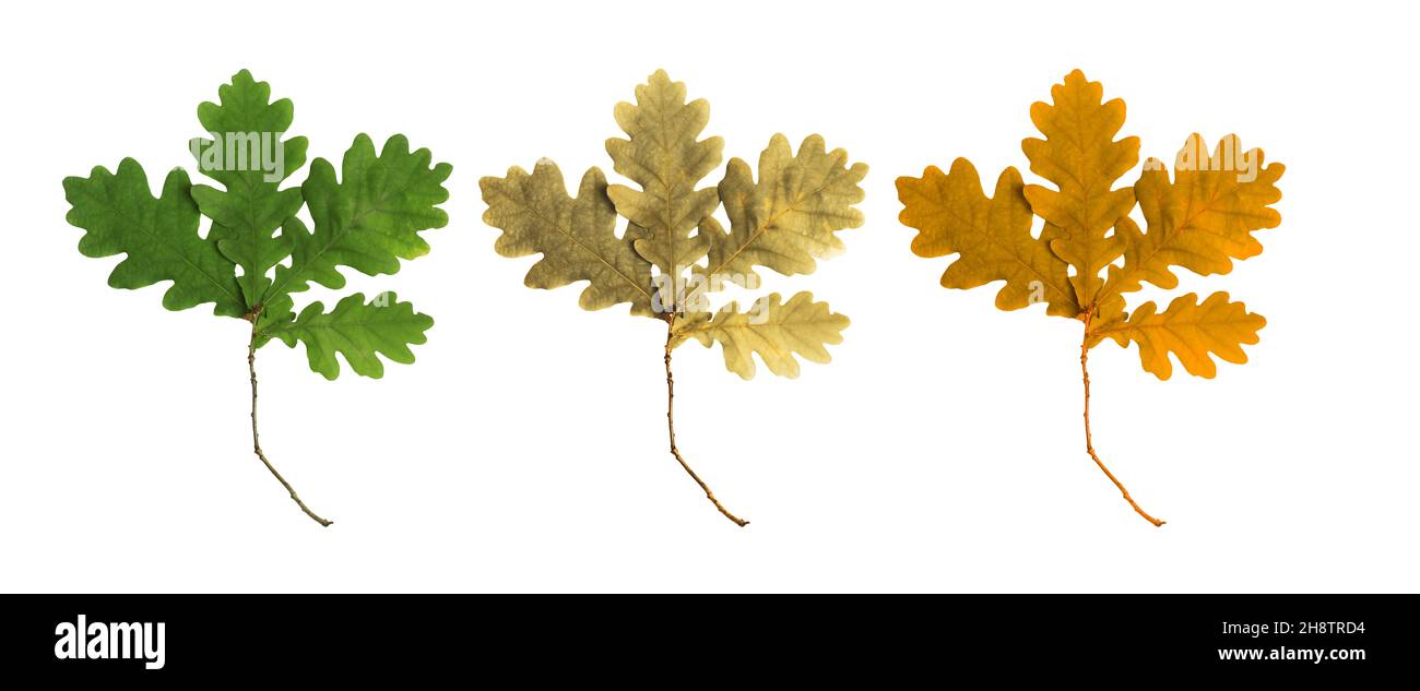 set of oak leaves isolated on white background Stock Photo - Alamy