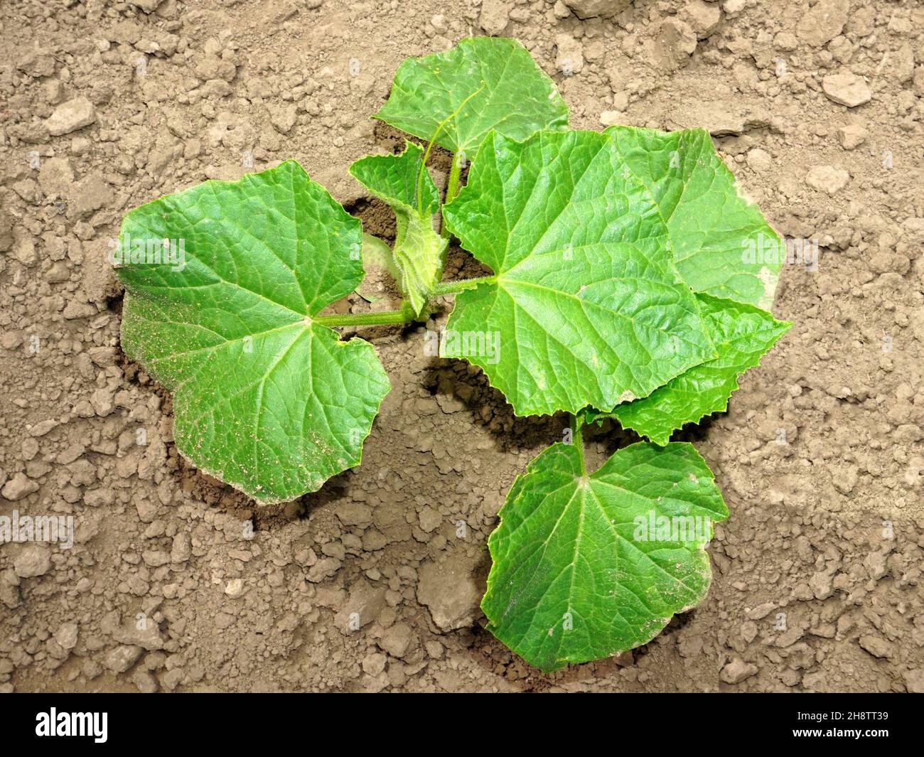 Young cucumber plant struggle to grow in dry soil, top view Stock Photo