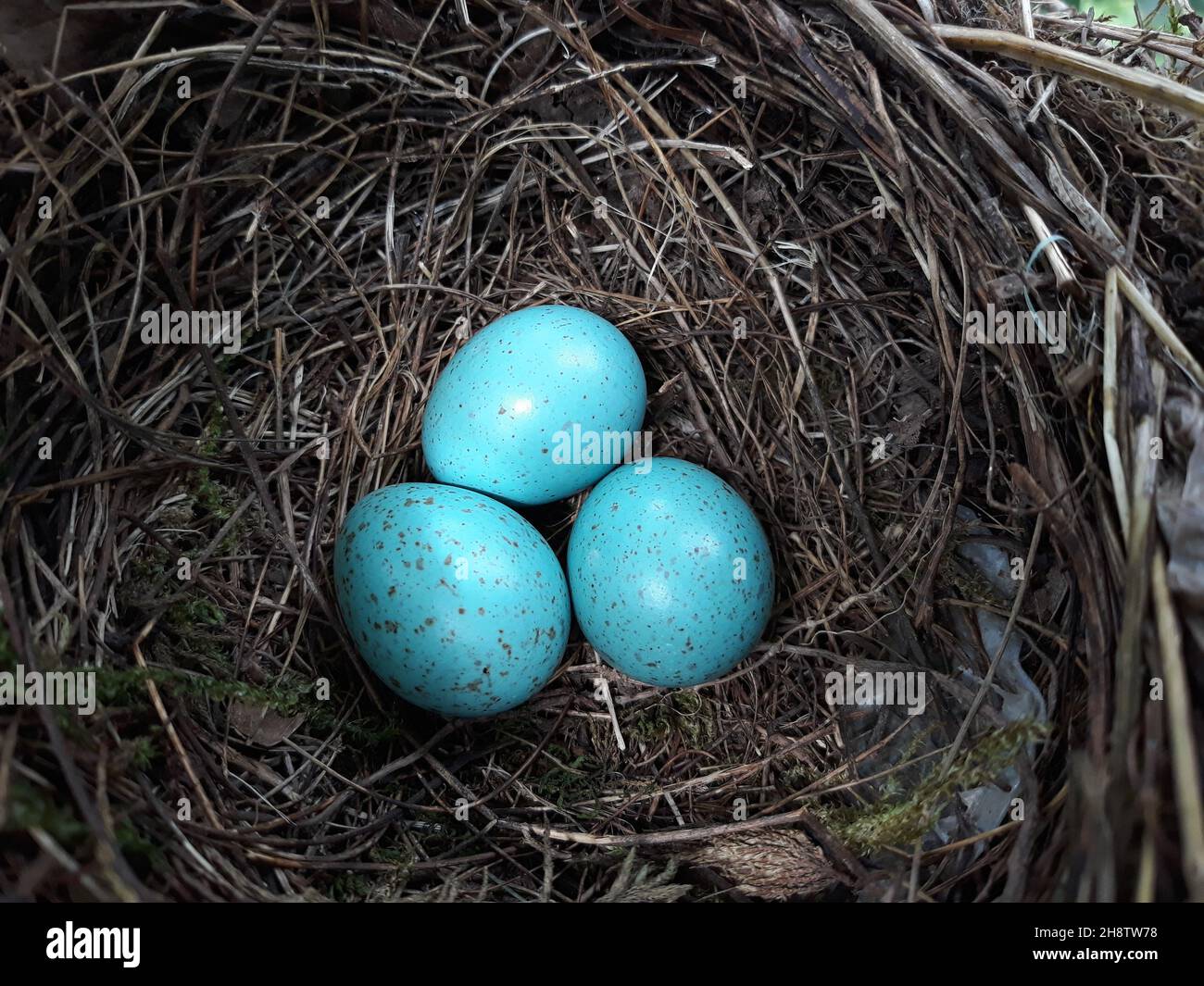 Songbird nest three eggs hi-res stock photography and images - Alamy
