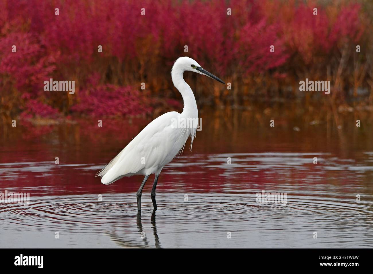 white egret in the pond in autumnal season Stock Photo