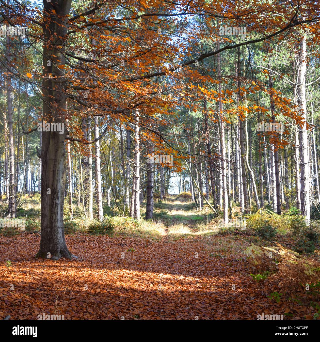 Sherwood Forest, UK 17 Nov, 2021 Autumn leaves and colours in Sherwood Forest, Sherwood Pines