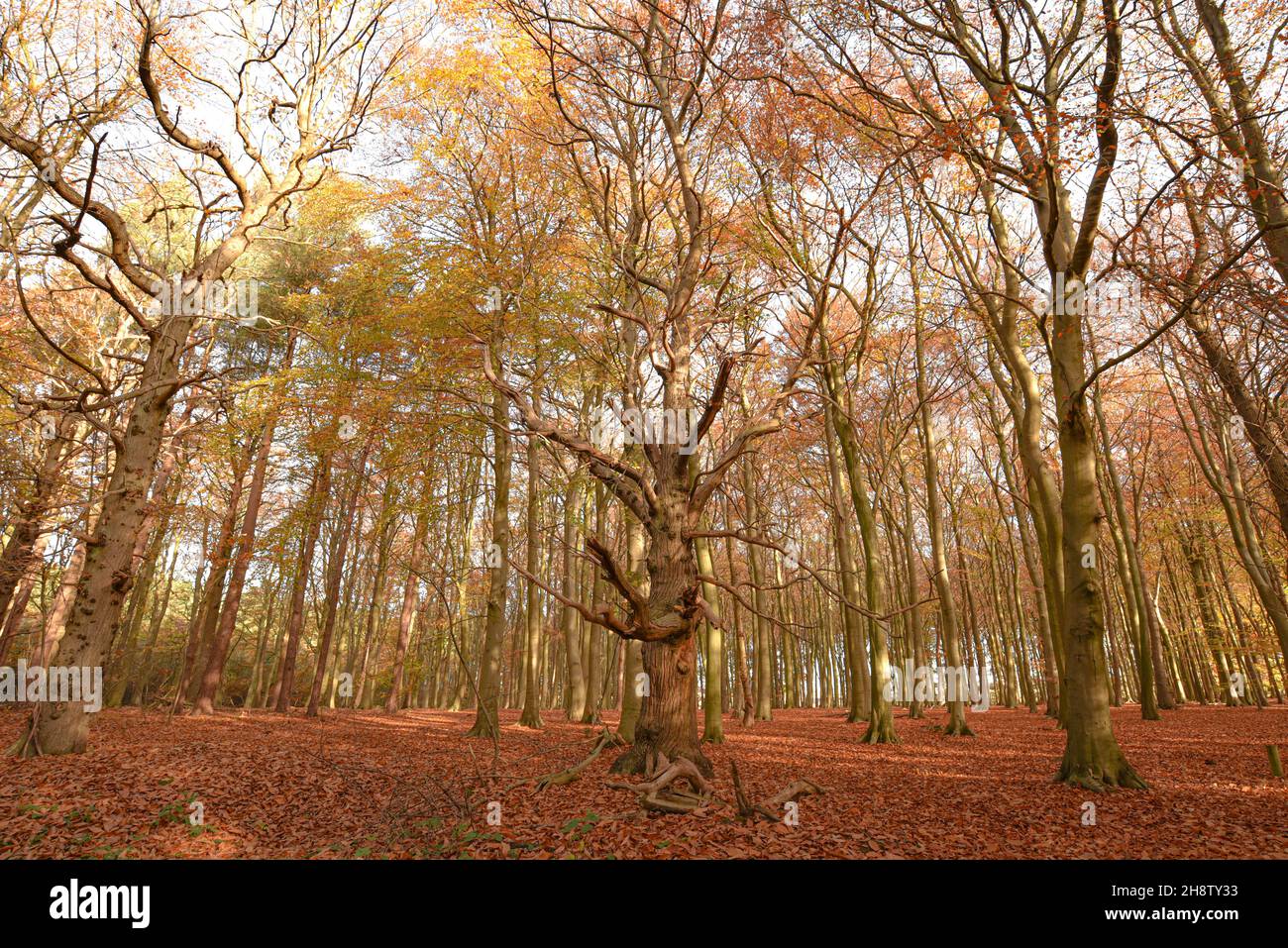 Sherwood Forest, UK 17 Nov, 2021 Autumn leaves and colours in