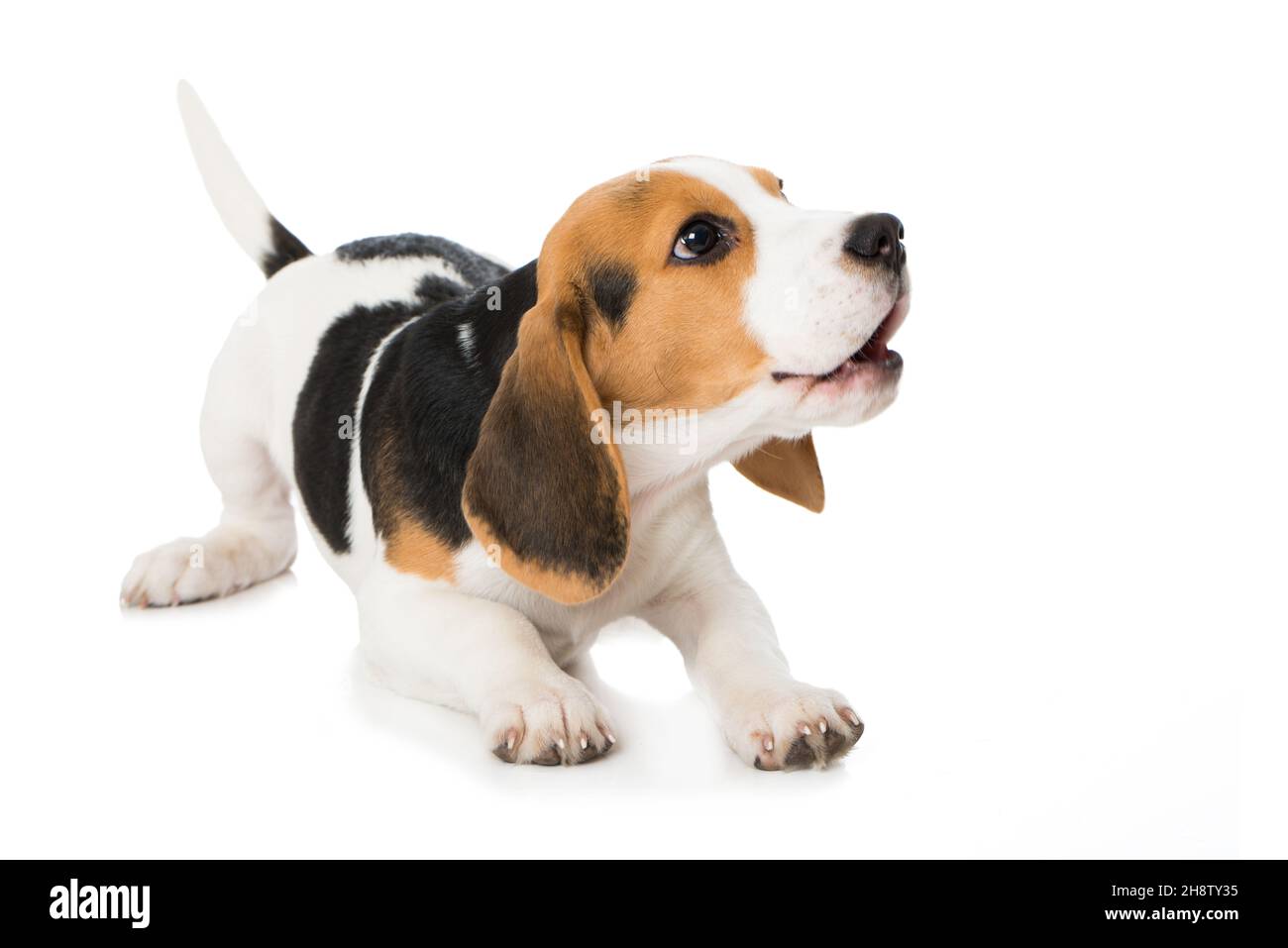 Beagle puppy isolated on white background Stock Photo - Alamy