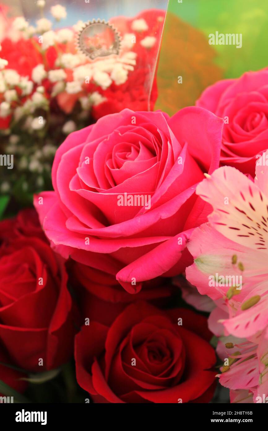 Beautiful bright red roses and flowers in full bloom Stock Photo - Alamy