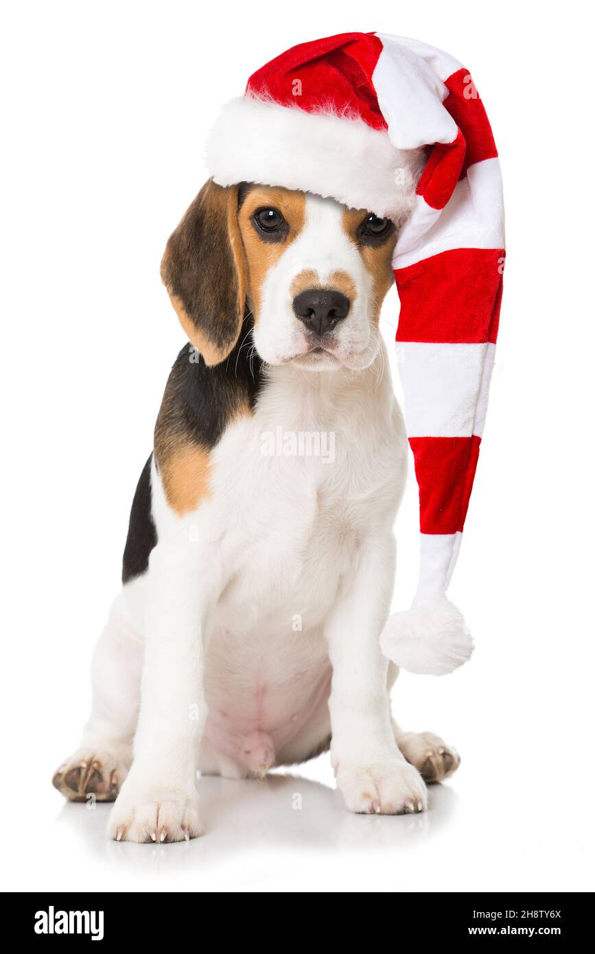 Beagle puppy isolated on white background Stock Photo - Alamy
