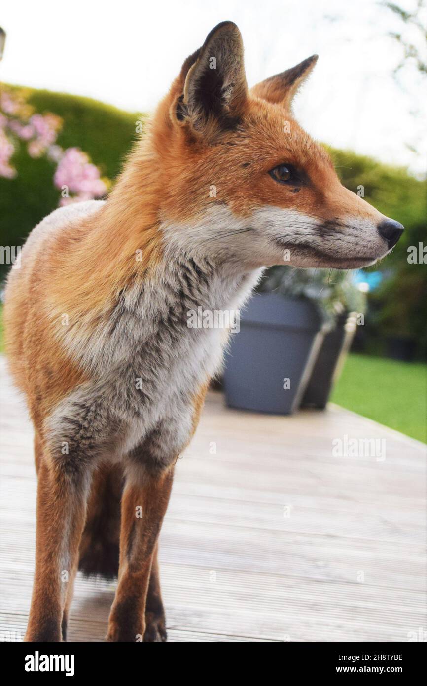 The Marvellous Mr Max King of Foxes Stock Photo