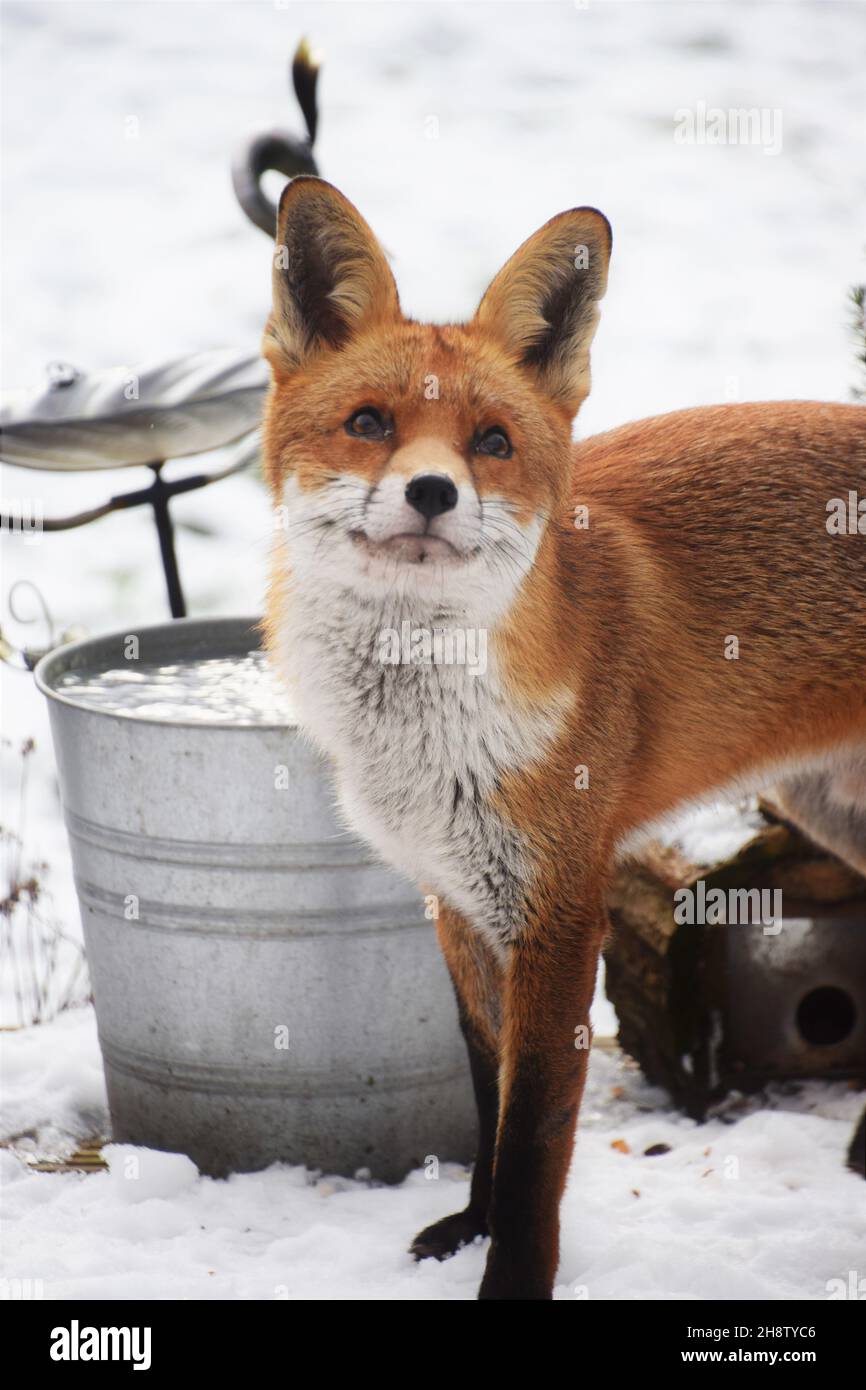 The Marvellous Mr Max King of Foxes visit Stock Photo