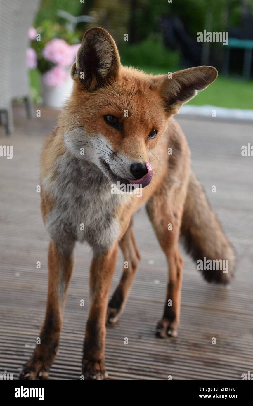 The Marvellous Mr Max King of Foxes Stock Photo