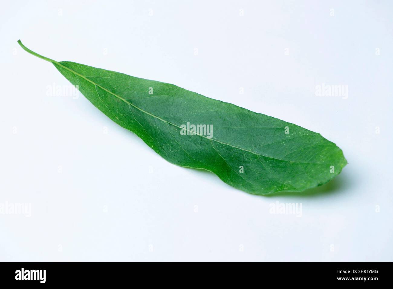 Leaf of Grey leaved saucer berry, Cordia sinensis, Satara, Maharashtra, India. Leaf is used medicinally in Ayurveda Stock Photo