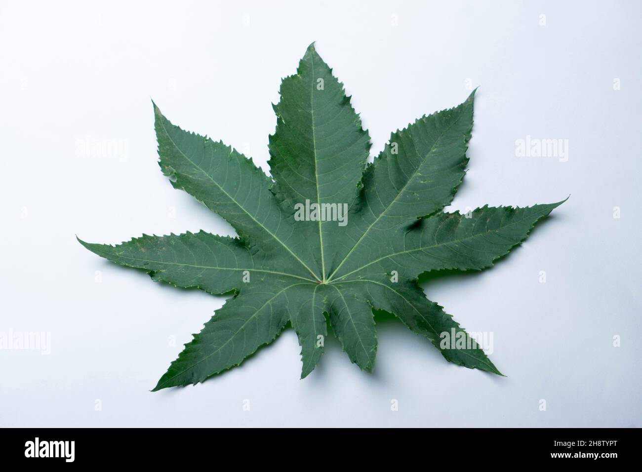 Ayurvedic Castor oil tree leaf, Ricinus communis, Chemical Components - Ricine, poisonus, Satara, Maharashtra, India. Used medicinally Stock Photo