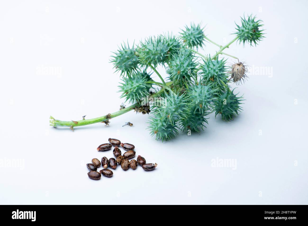 Ayurvedic castor oil seeds, Ricinus communis, Chemical Components - Ricine, poisonus. Used medicinally. Satara, Maharashtra, India Stock Photo