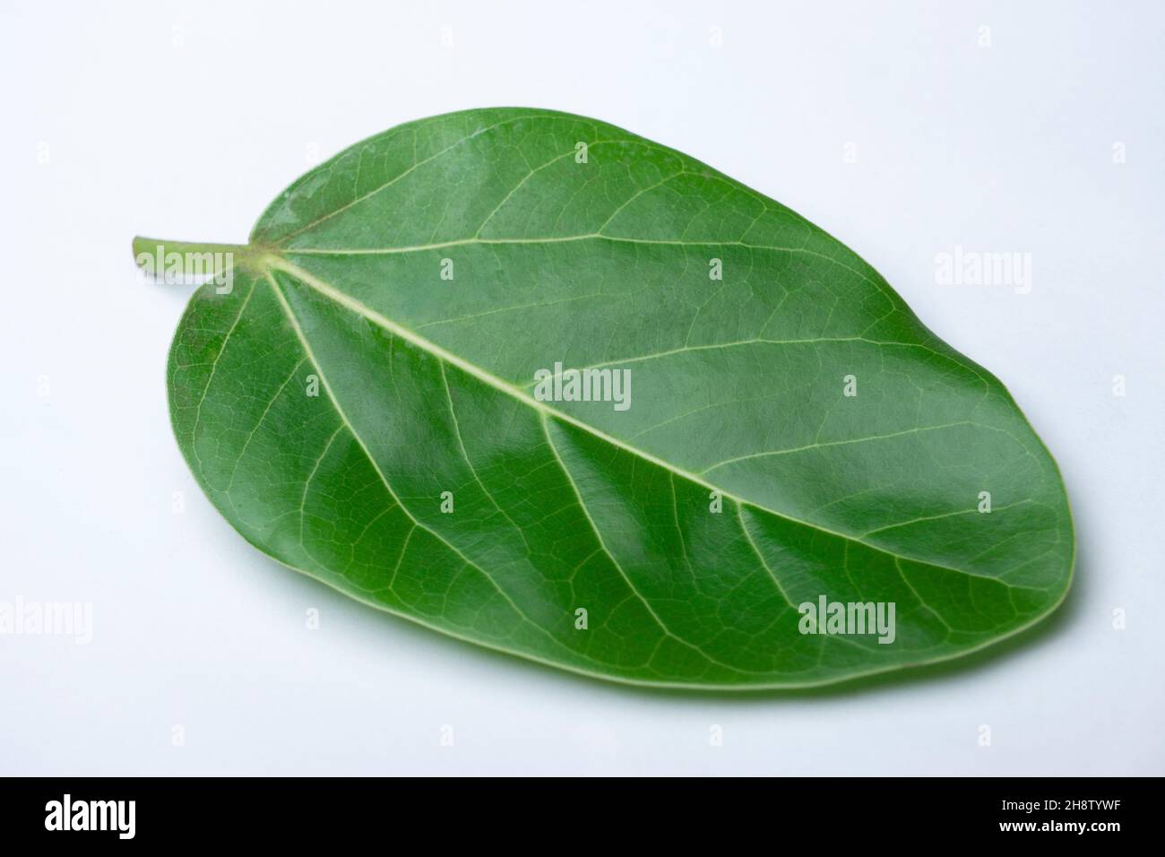 Leaf of Banyan tree, Ficus microcarpa, Satara, Maharashtra, India. The root, bark and leaf latex are used medicinally to treat wounds, headache and to Stock Photo