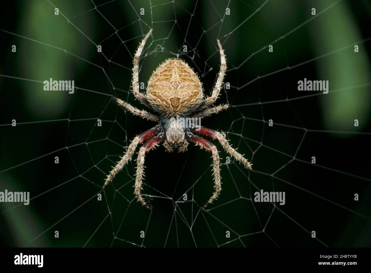 Spotted orb weaver spider on web, Neoscona species, Satara, Maharashtra