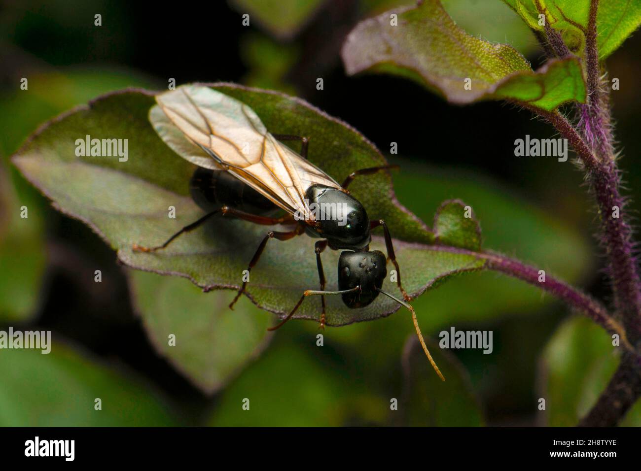 Queen carpenter ant with wings, Satara, Maharashtra, India Stock Photo
