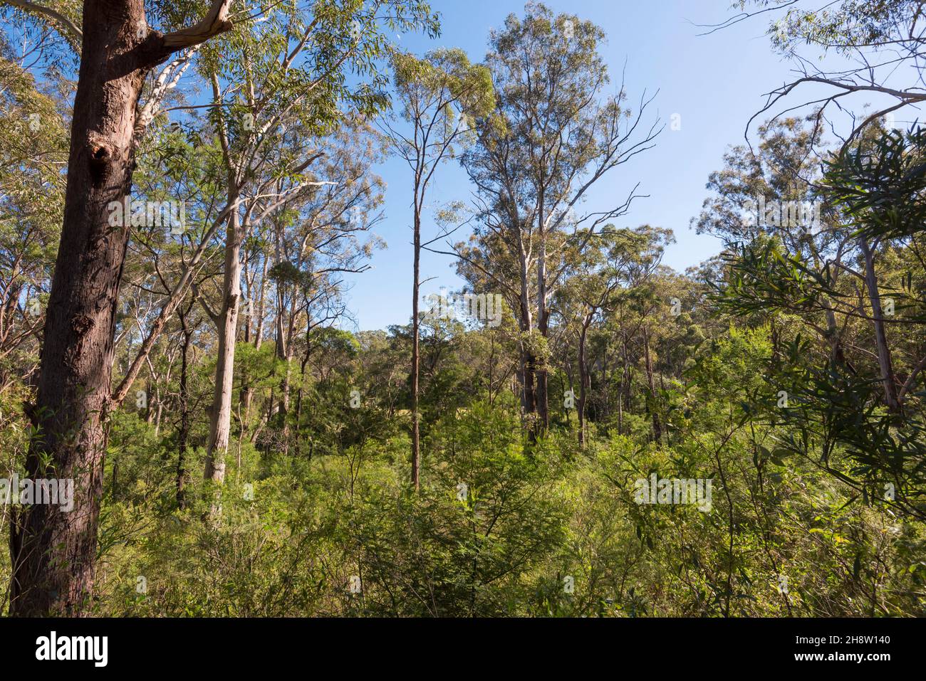 Blackbutt (Eucalyptus pilularis) trees, centre and left with understory plants Common Hopbush (Dondonea triquetra) and Flax Wattle (Acacia linifolia) Stock Photo