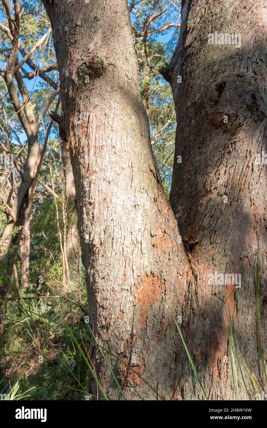 The rough grey trunk of a large Sydney Peppermint Gum Tree (Eucalyptus piperita) in its native