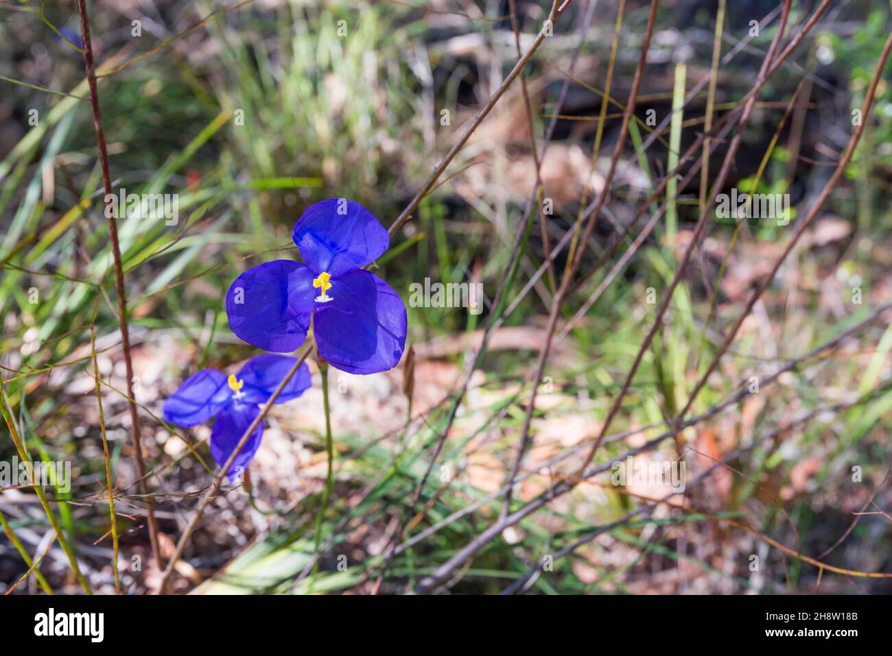 Native Iris or Silky Purple Flag (Patersonia sericea) growing in Lane Cove National Park is a densely tufted grass-like herb with tough, stiff leaves Stock Photo