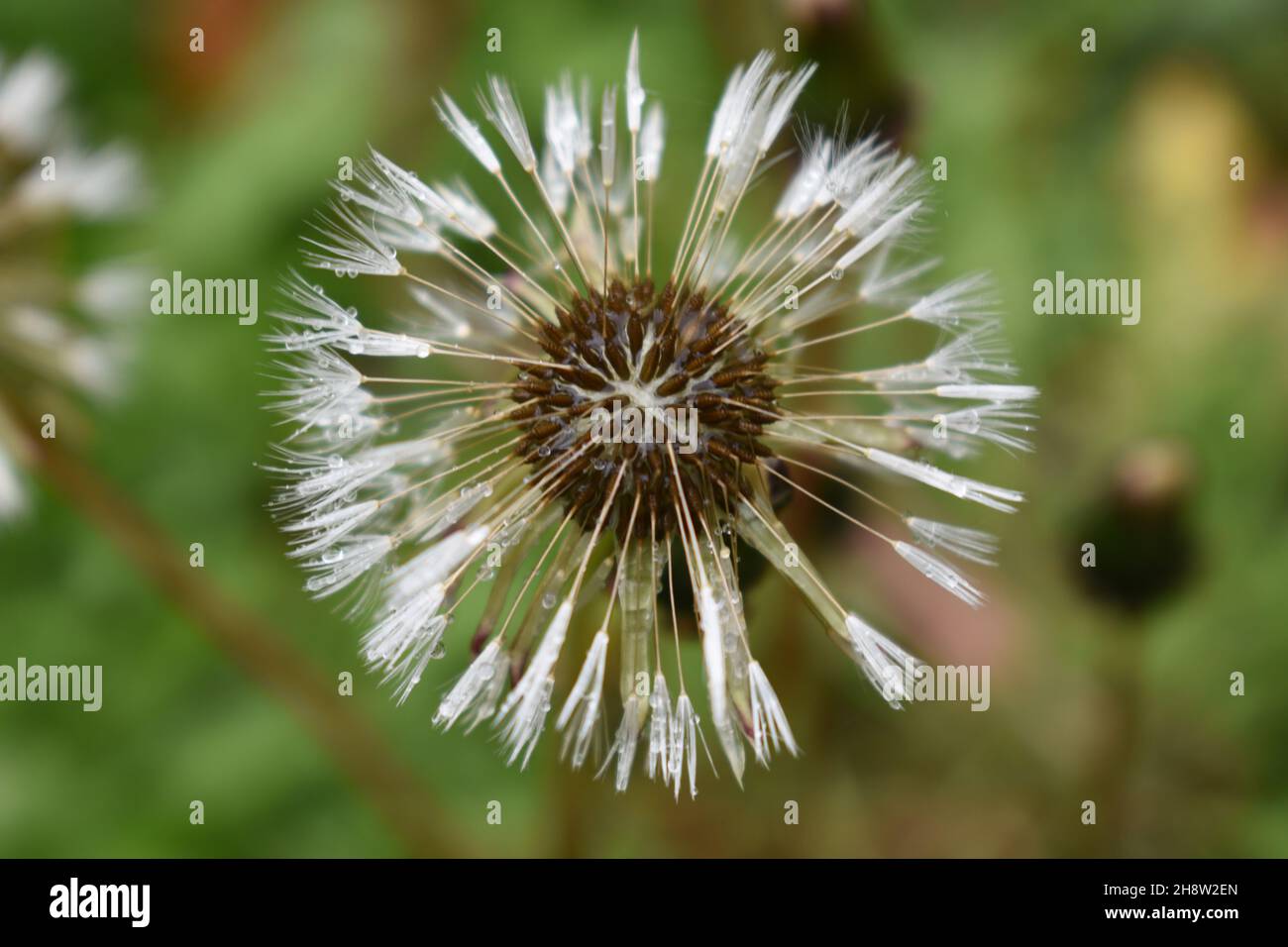 Taraxacum officinale close up hi-res stock photography and images - Alamy
