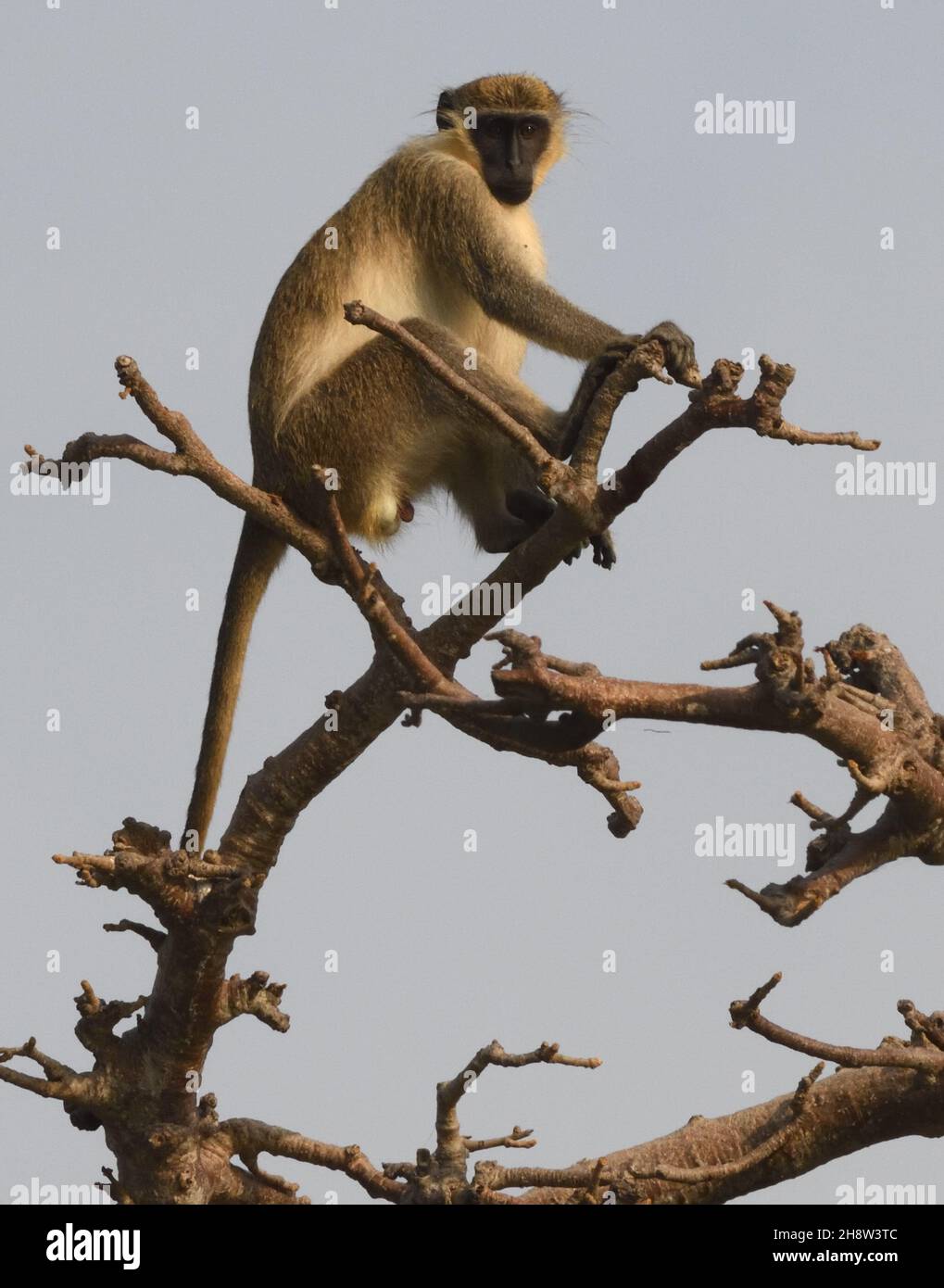 A male  green monkey or callithrix monkey (Chlorocebus sabaeus), also known as the sabaeus monkey sits at the top of a prominent tree Stock Photo