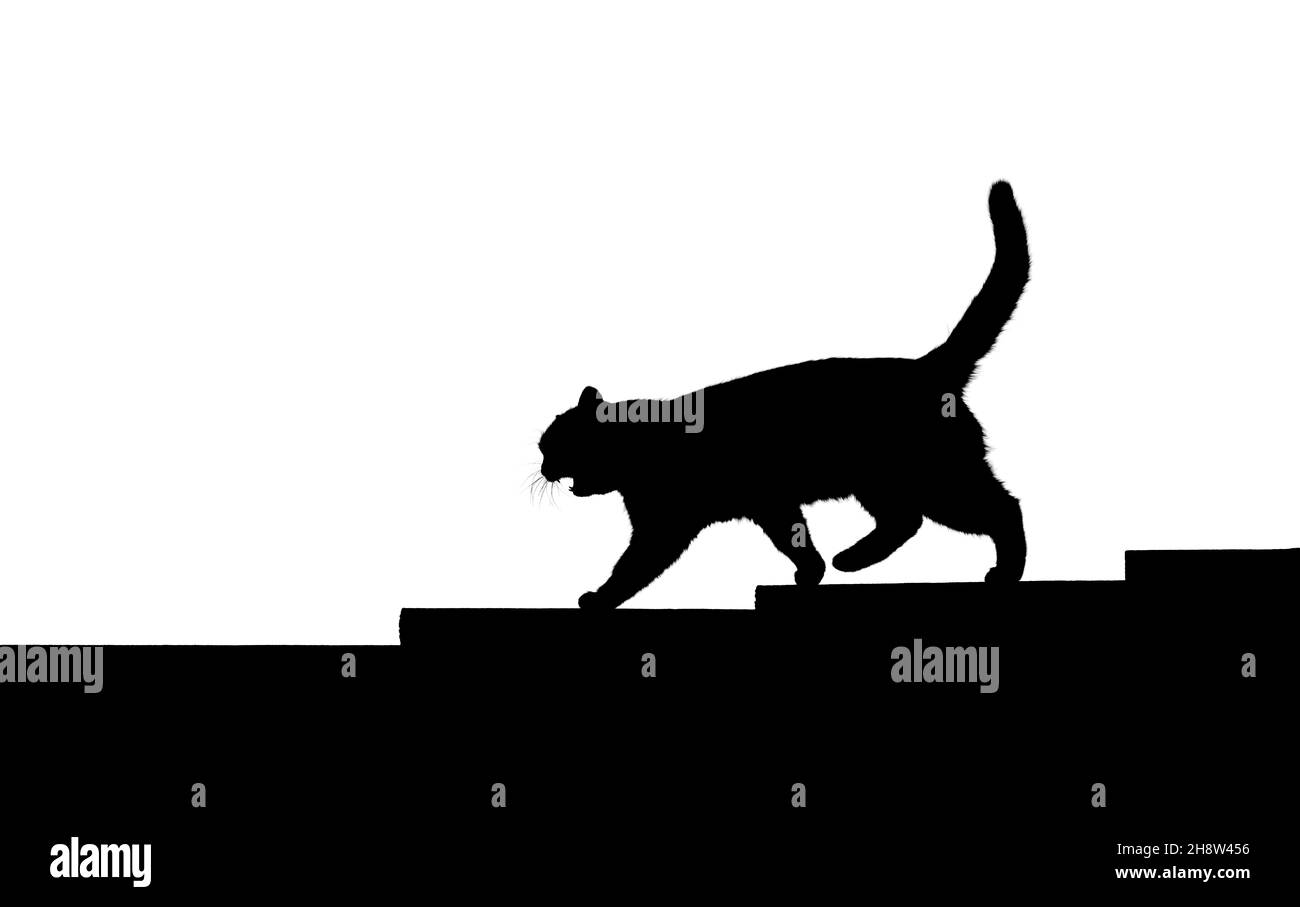 cat walking stairs isolated on white Stock Photo Alamy
