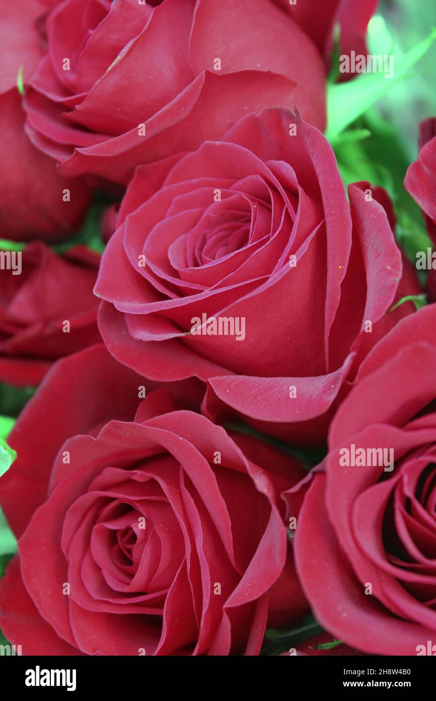 Beautiful bright red roses and flowers in full bloom Stock Photo - Alamy