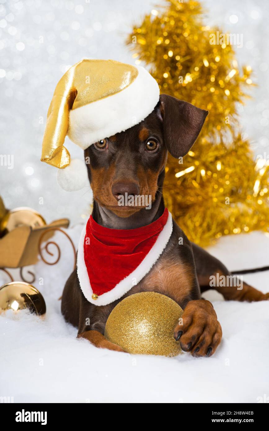 Cute puppy with christmas decoration Stock Photo