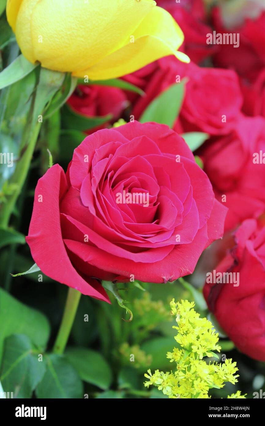 Beautiful bright red roses and flowers in full bloom Stock Photo - Alamy