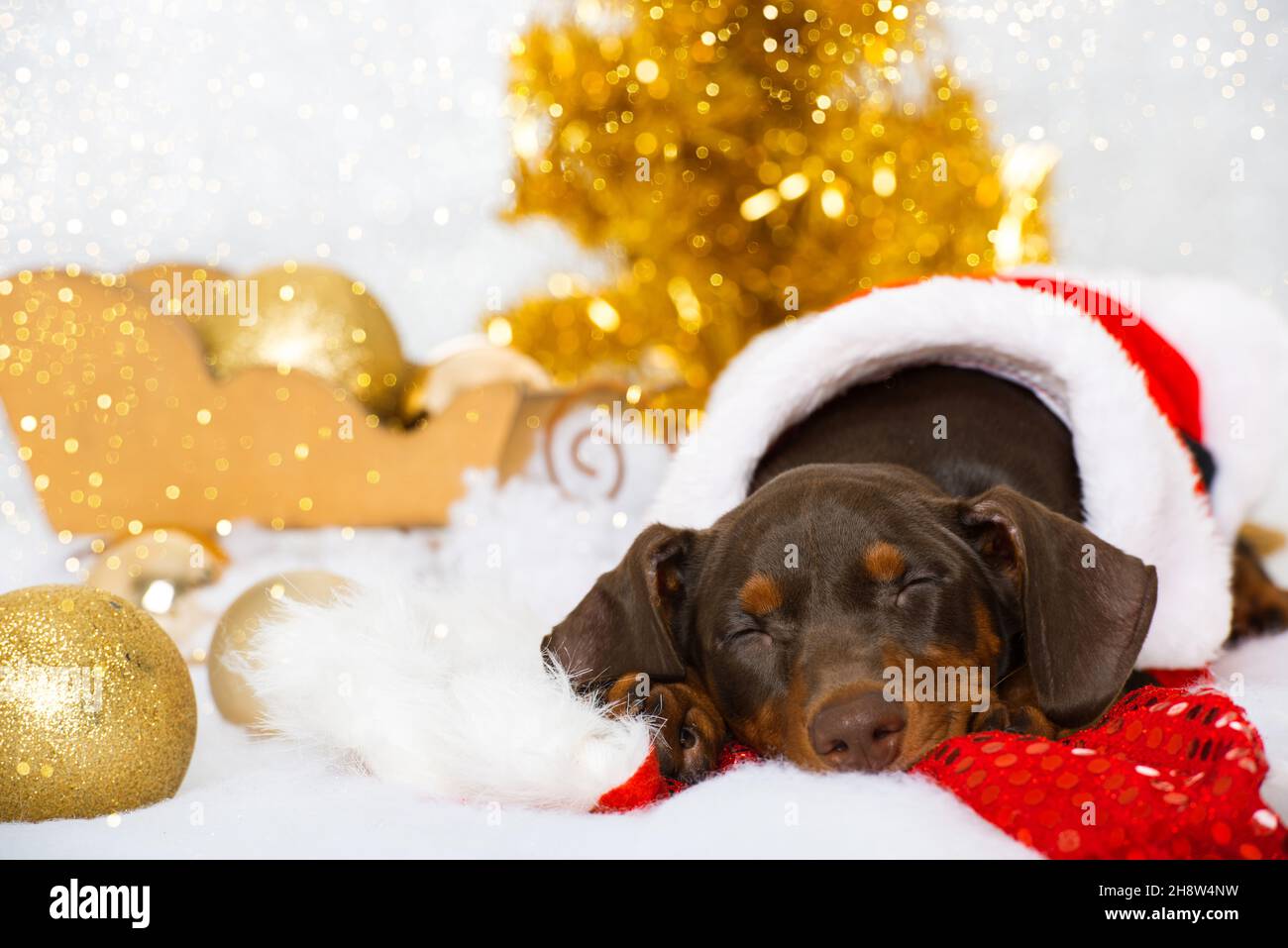 Cute puppy with christmas decoration Stock Photo