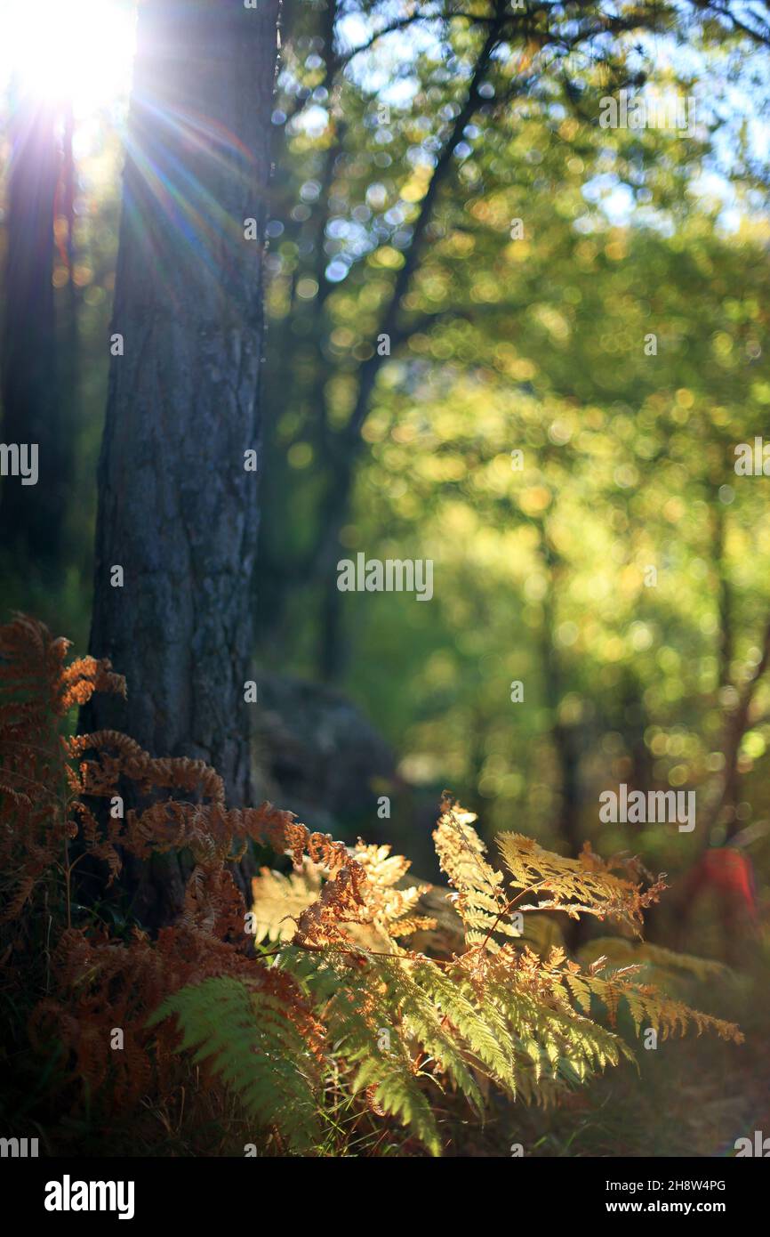 Trees of tourism hi-res stock photography and images - Page 2 - Alamy